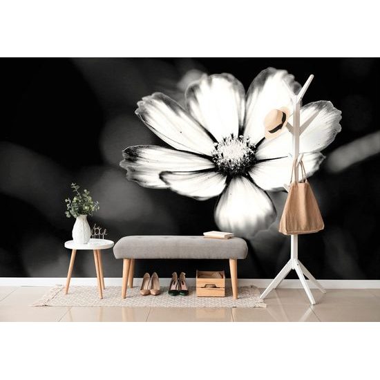 Öntapadó fotótapéta magányos kankalinvirág fekete-fehér kivitelben