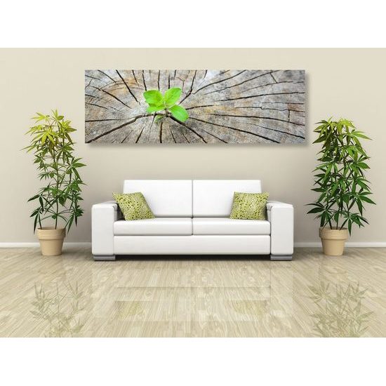 Kép zöld növény születése