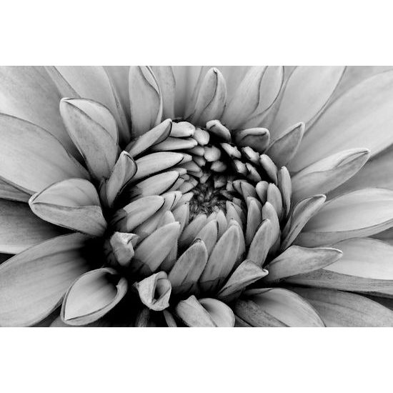 Kép dália virágának tökéletes részlete fekete-fehér kivitelben
