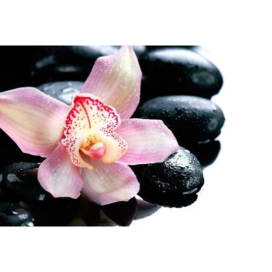 Fotótapéta egy trópusi orchidea részlete