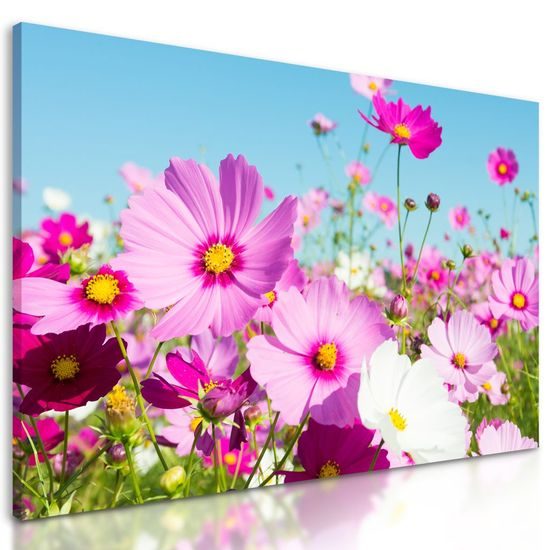 Kép kivirágzott rét