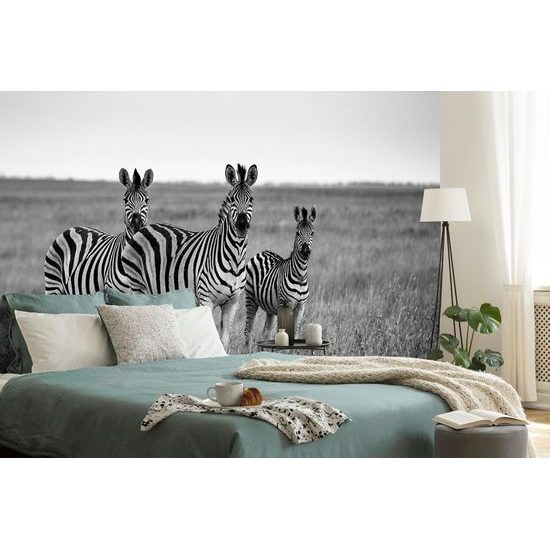 Öntapadó fotótapéta zebra család fekete-fehérben