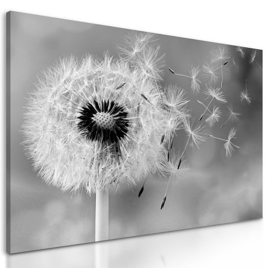 Kép pitypang és a szél érintése fekete-fehér kivitelben