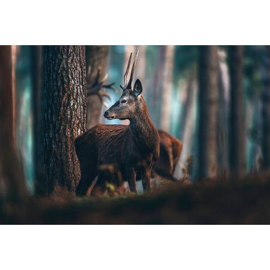 Kép fiatal szarvas az erdő közepén