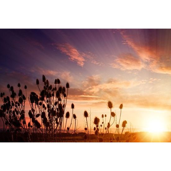 Fotótapéta egy rétről naplementekor
