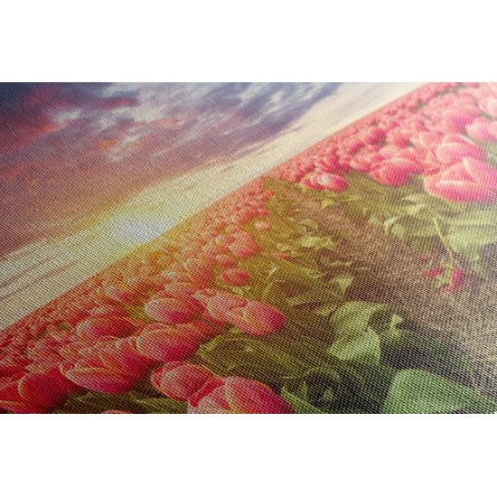 Kép naplemente a kivirágzott tulipánok felett