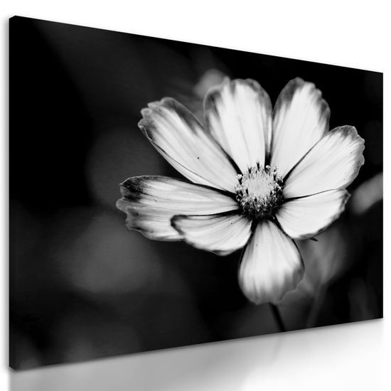 Kép kankalin egyedi virága fekete-fehér kivitelben
