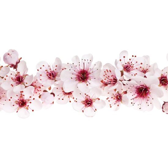 Kép cseresznye virágai fehér háttéren