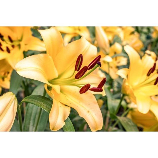 Kép lágy sárga liliom