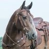 *W* Uzdečka westernová Weaver Premium Texas Star Oiled Browband