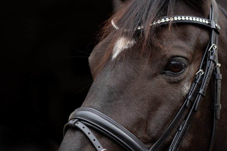 Testujeme pro vás - uzdečka Passier Atlas podruhé :)