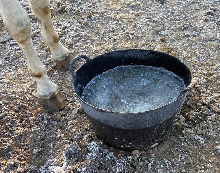 Zimní žízeň aneb jak přimět koně pít i v mrazech