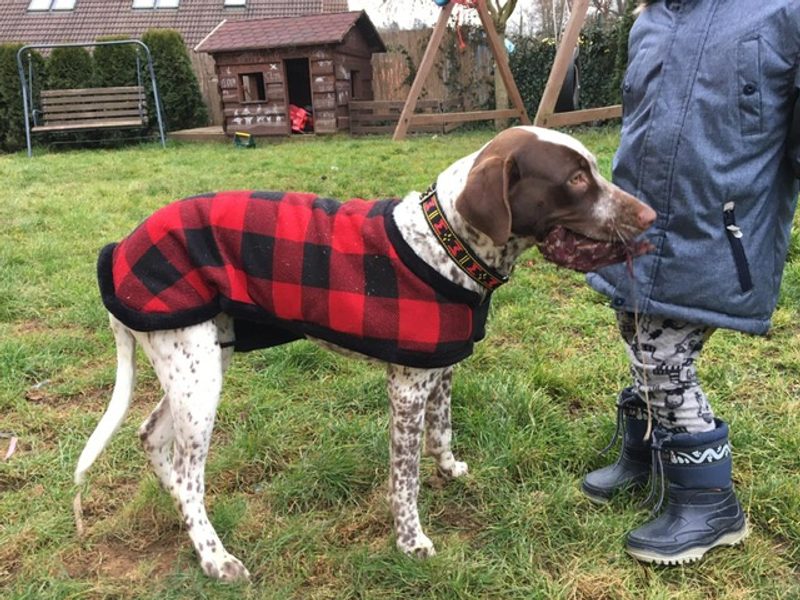 Testujeme pro vás - deka na psa W fleece