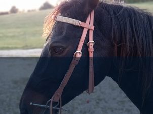 Testujeme pro vás - westernová uzdečka AF Training Rawhide