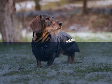 Testujeme pro vás - Back on Track deka na psa - jezevčík