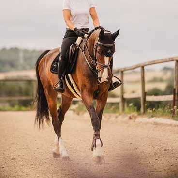 Pravidla bezpečného pohybu po jízdárně