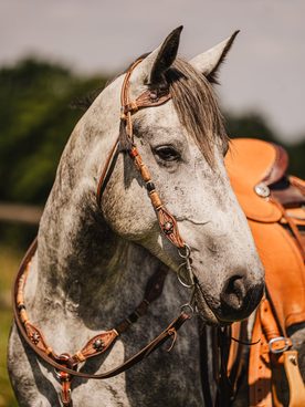 Teď je ten správný čas doplnit výbavu! 🐴