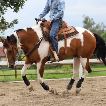 Jak se vyznat v kloubní výživě pro koně?