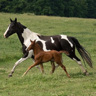Péče o nastávající matky