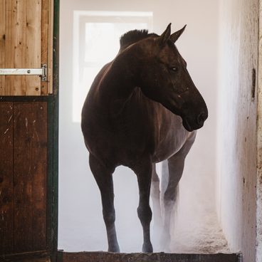 Solné terapie pro koně