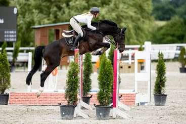 💣💣 5 yo Kajetan DK (Kannan x Diarado)