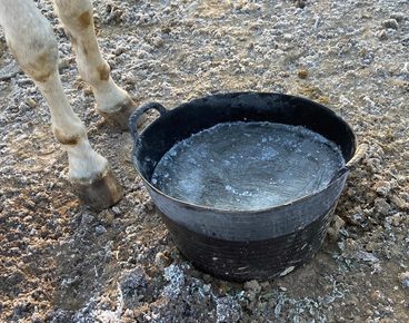 Zimní žízeň aneb jak přimět koně pít i v mrazech