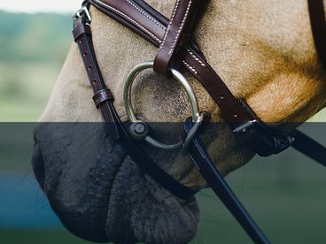 Vybíráme správné udidlo