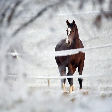 Jak se obléknout, abychom v zimě na koni nemrzli? - 3. část
