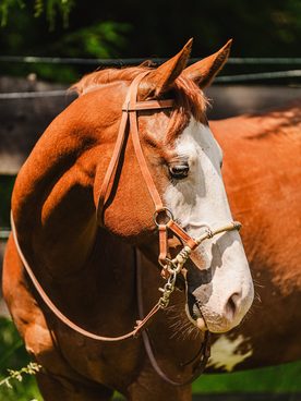 🌵🐴 NOVINKA: Westernové bezudidlovky Cassini! 🤠✨na které taky platí sleva 16%! (Platí na uzdečky a doplňky)