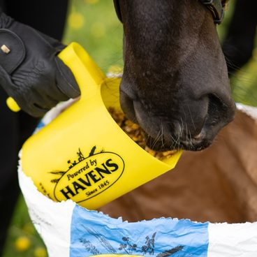 🎉 Havens slaví 180 let! 🎉