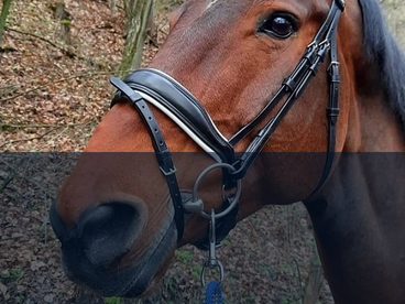 Testujeme pro vás - uzdečka Schockemoehle Stanford