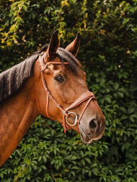 🐴💙 Pro ty nejcitlivější duše – uzdečka Stübben Freedom nyní se slevou 16 %!