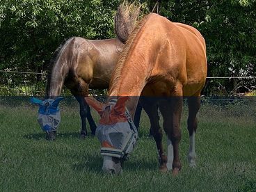 Péče o koně v létě