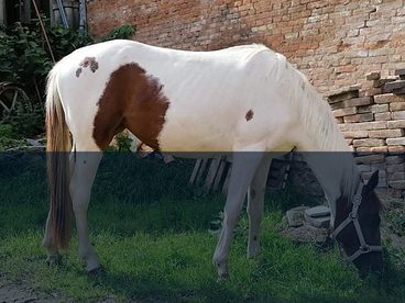 Testujeme pro vás - krmení Havens Gastro a Havens Mix bez melasy