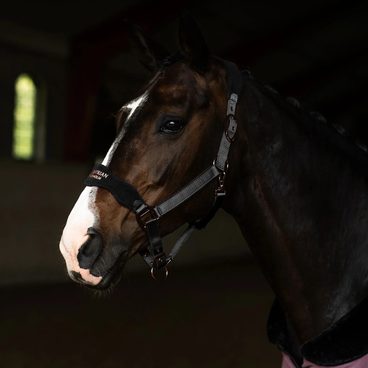 Ohlávka Equestrian Stockholm Anatomic Fleece Black blush Kolekce 2026/27