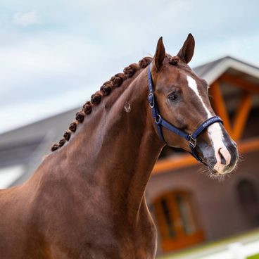 Ohlávka Equestrian Stockholm Line Pink Kolekce 2026