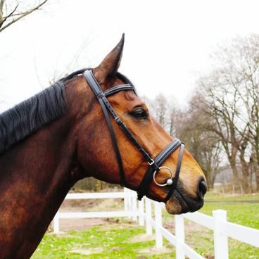 Martingal Equiservis s karabinou s otvíracími kroužky