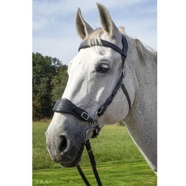 Bezudidlová uzdečka F.R.A. Dandy