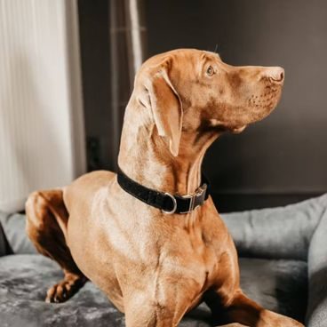 Obojek Kentucky Corduroy