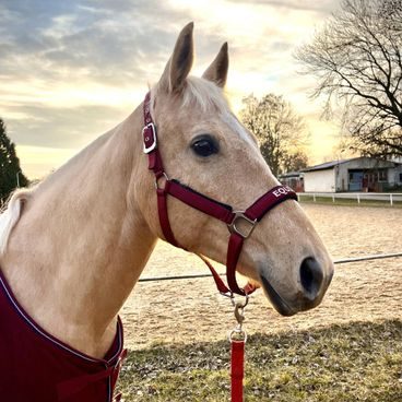 Ohlávka QHP&EQS Deluxe