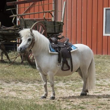 *W* Westernové sedlo Allround Westwood USA 16" FQH hnědé