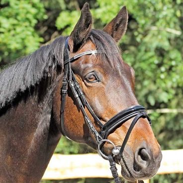 Uzdečka EuroClub Grasse Lak švédský nánosník