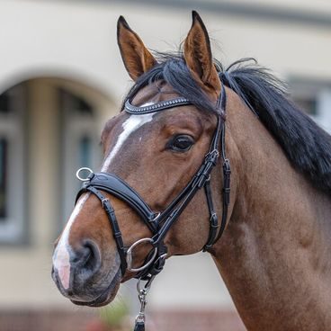 Lonž QHP Kolekce 2026