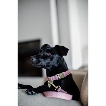 Obojek Kentucky Wool