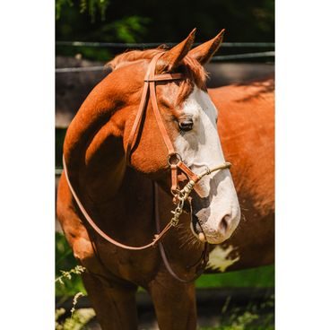 *W* Bosal Cassini Horse