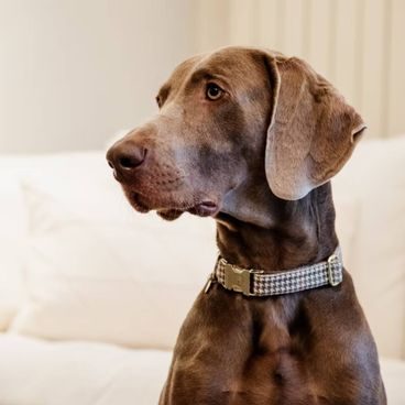 Obojek Kentucky Pied De Poule