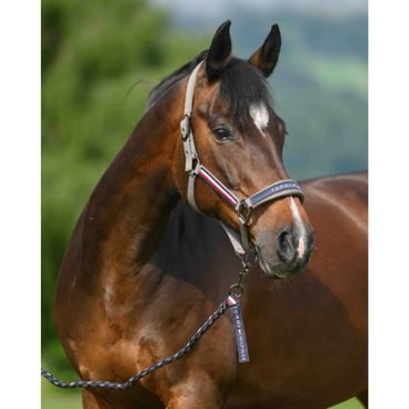 Ohlávka Equestrian Stockholm Line Pink Kolekce 2026