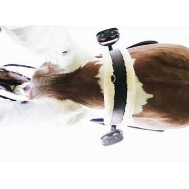 Podbříšník Kentucky kožený anatomický 42406 s beránkem
