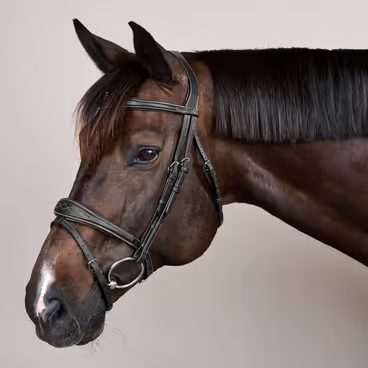 Uzdečka Dy'on Anatomic Flash Noseband USABAB
