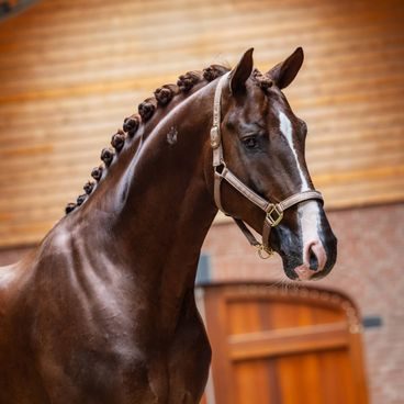 Ohlávka Equestrian Stockholm Line Pink Kolekce 2026